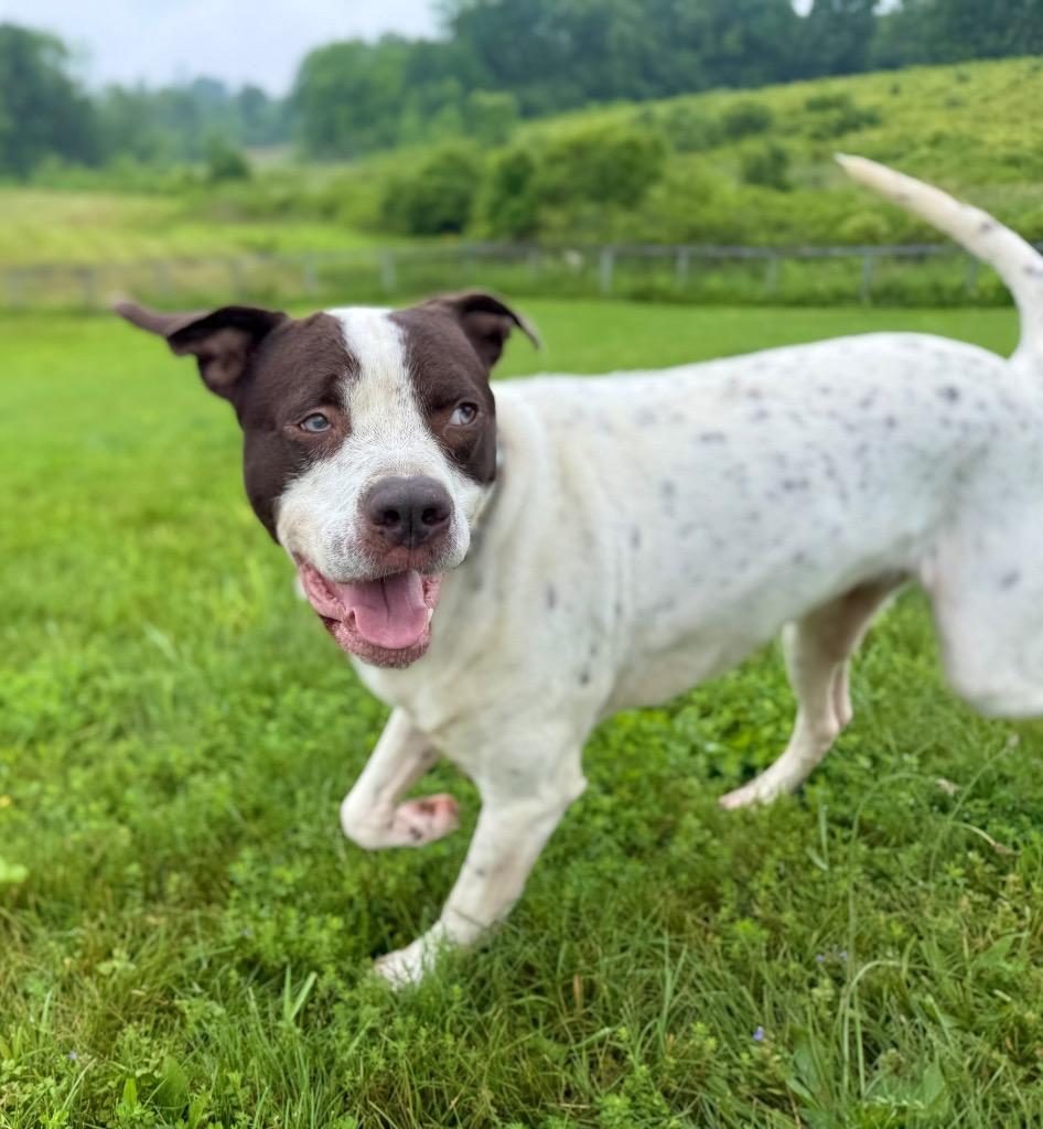 Marvin, Adoptable, Adult Male Pointer & Staffordshire Bull Terrier.
