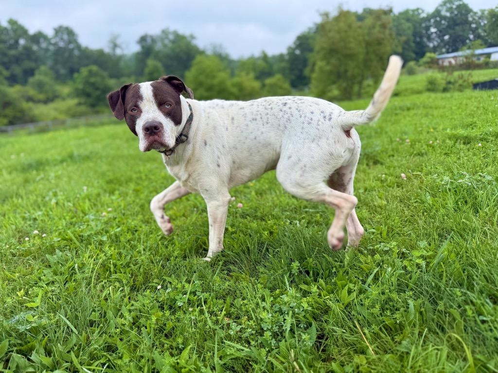 Enlarge Marvin, a Adoptable mixed breed in Hudson, NY image 2/5
