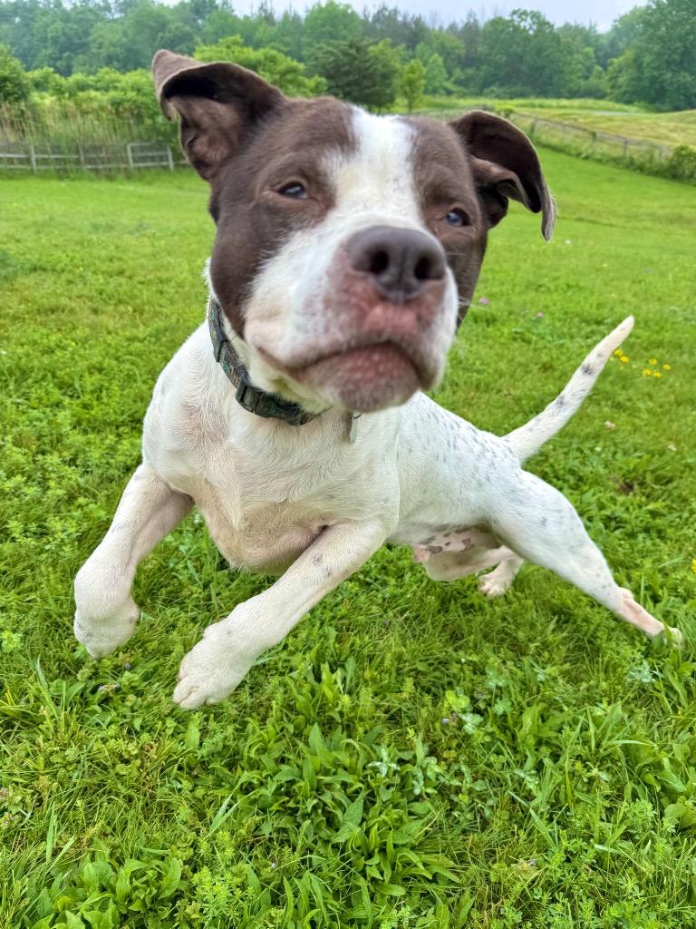 Enlarge Marvin, a Adoptable mixed breed in Hudson, NY image 3/5