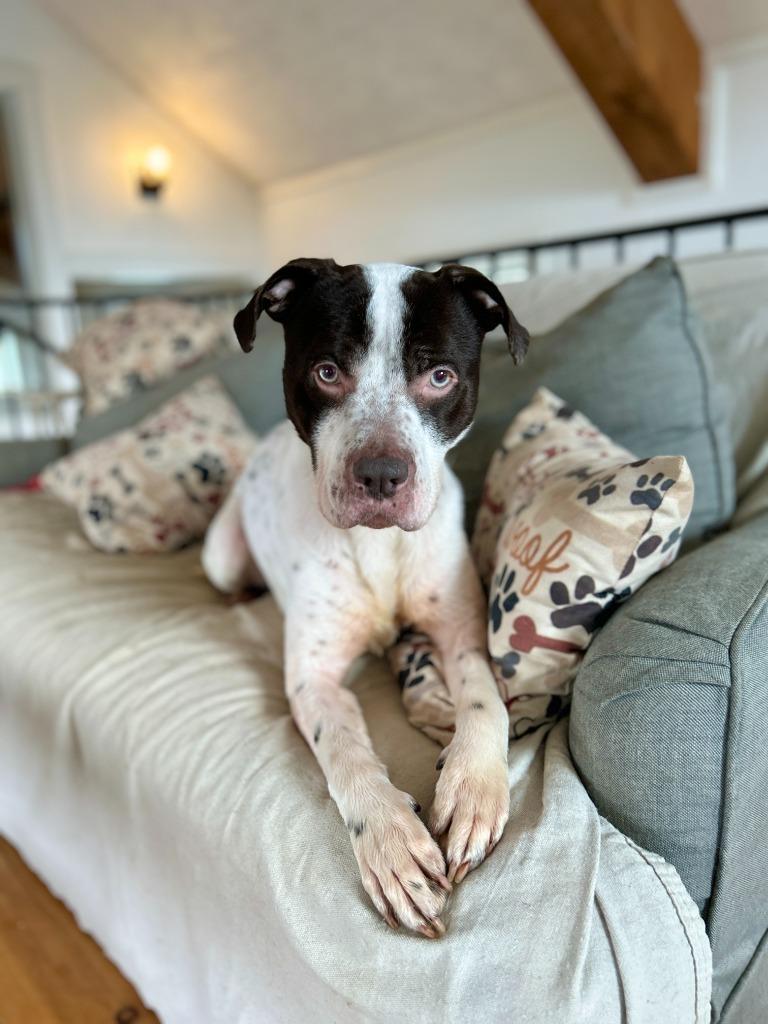 Enlarge Marvin, a Adoptable mixed breed in Hudson, NY image 4/5