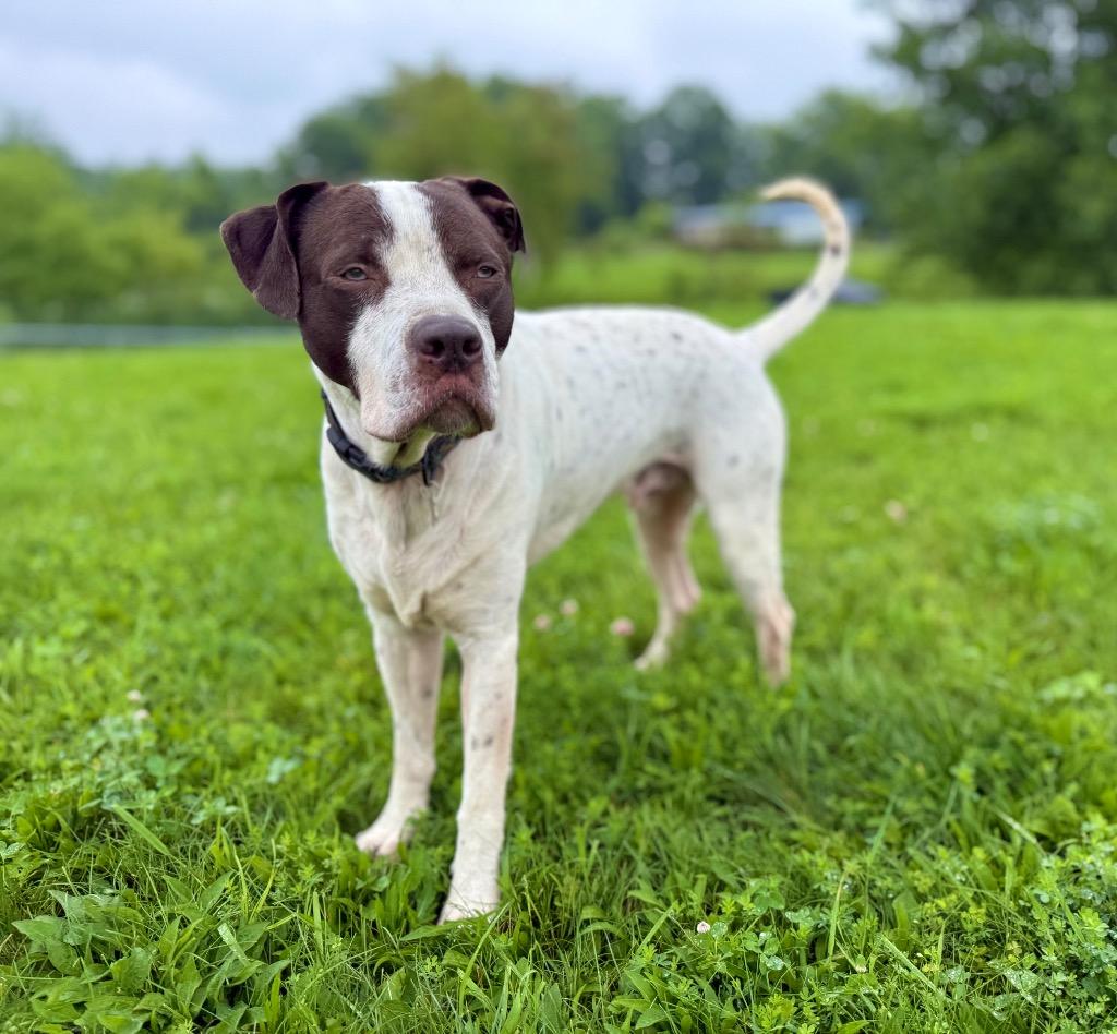 Enlarge Marvin, a Adoptable mixed breed in Hudson, NY image 5/5
