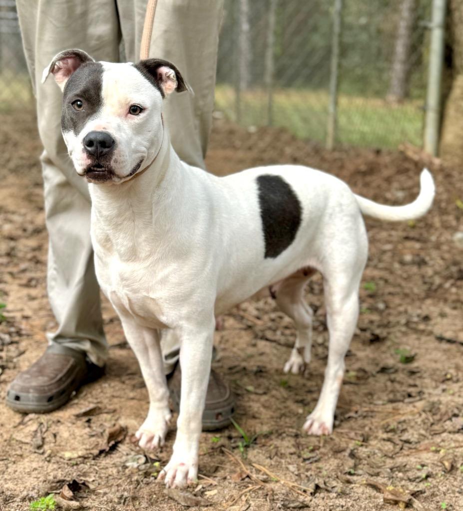 Miri, Adoptable, Adult Female Mixed Breed.