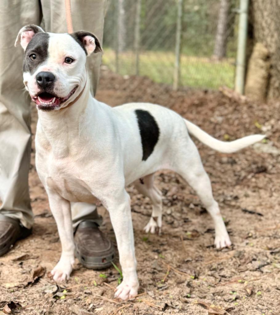 Miri, Adoptable, Adult Female Mixed Breed.