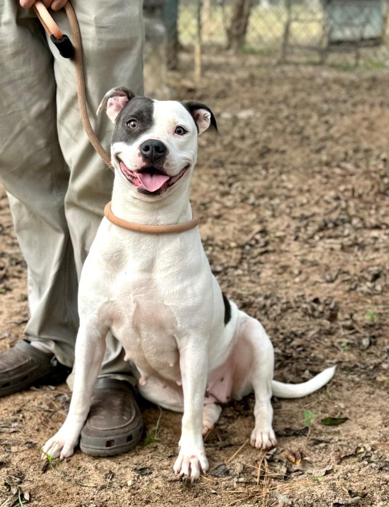 Enlarge Miri, a Adoptable mixed breed in Albany, GA image 3/6
