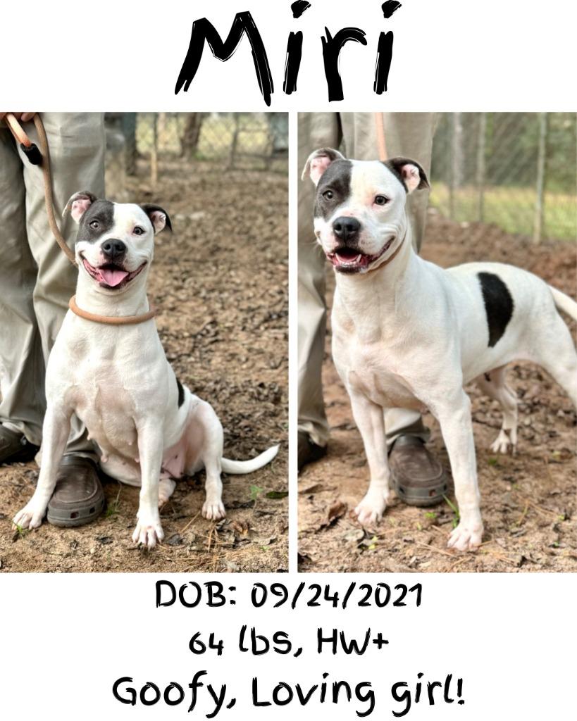 Enlarge Miri, a Adoptable mixed breed in Albany, GA image 2/6
