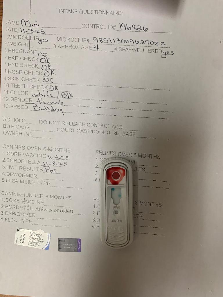 Enlarge Miri, a Adoptable mixed breed in Albany, GA image 2/6