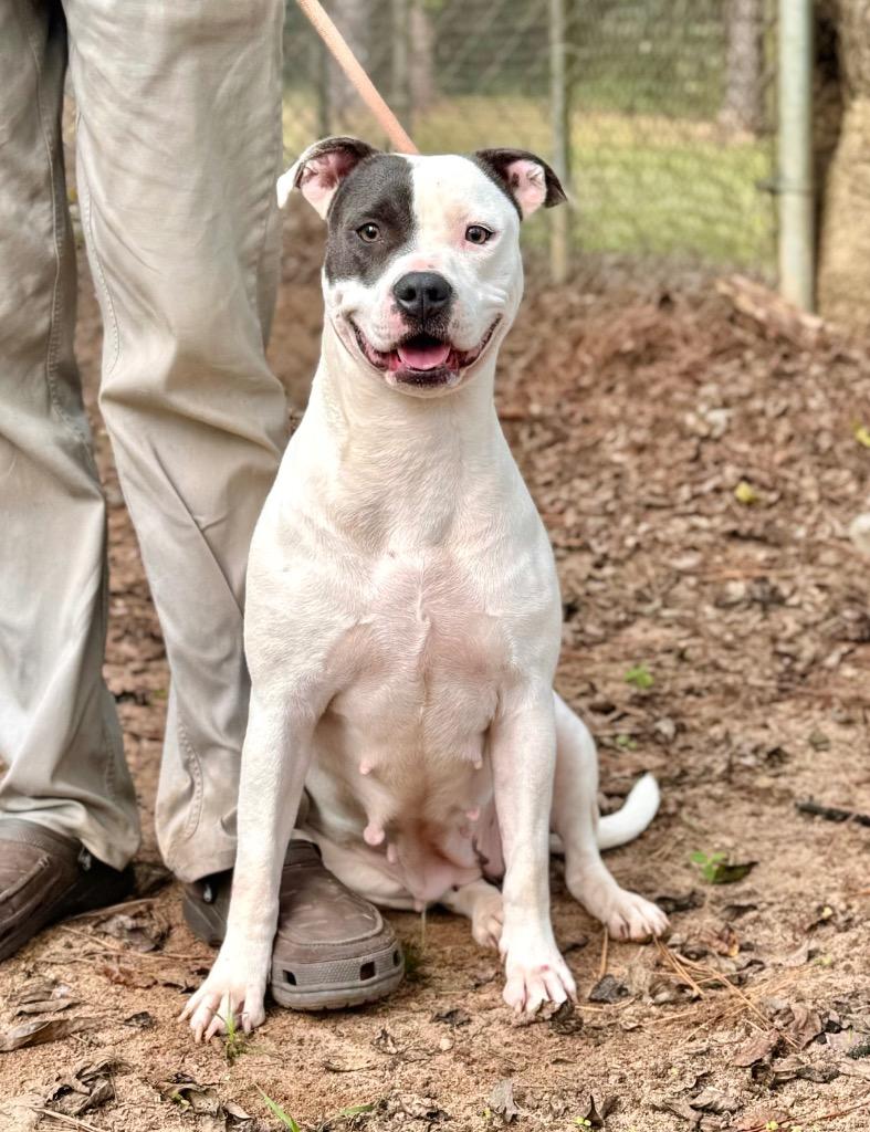 Enlarge Miri, a Adoptable mixed breed in Albany, GA image 5/6