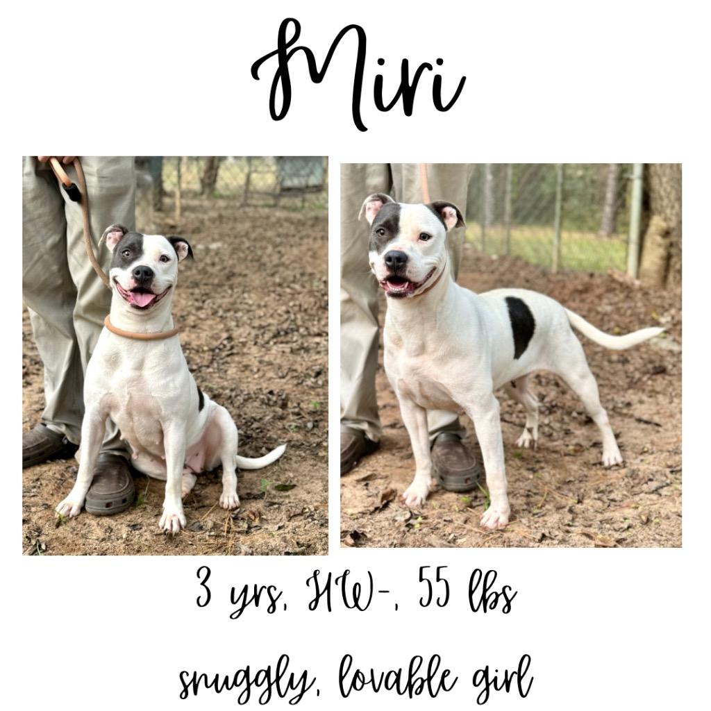 Enlarge Miri, a Adoptable mixed breed in Albany, GA image 3/6
