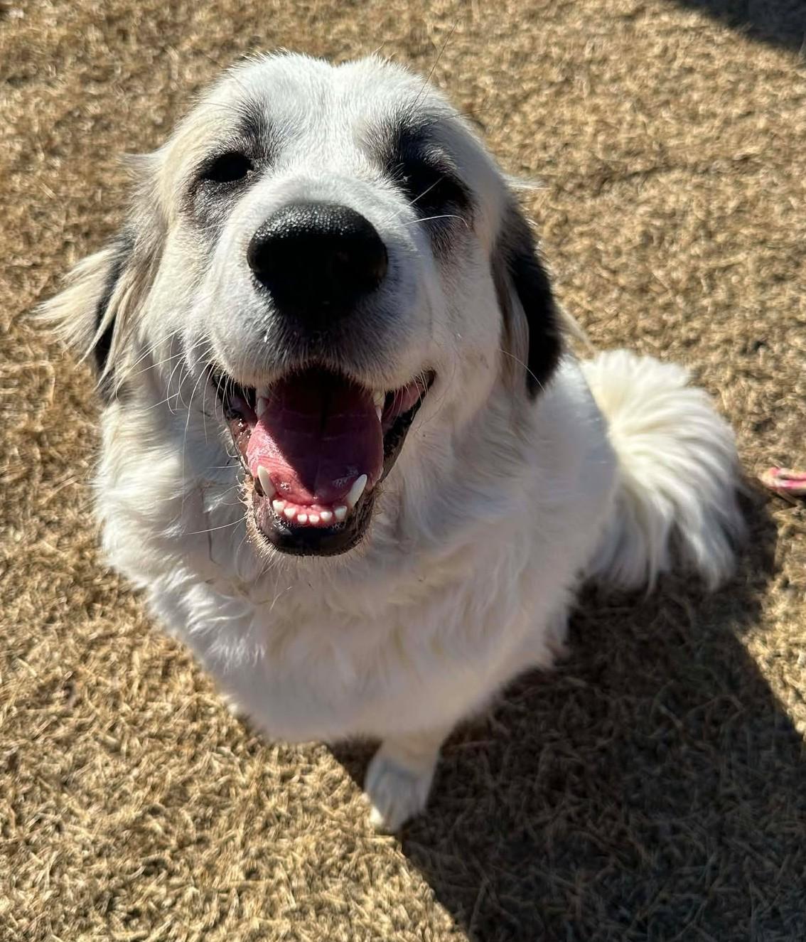 Enlarge Millicent , an adopted Great Pyrenees in Kiowa, OK image 6/6