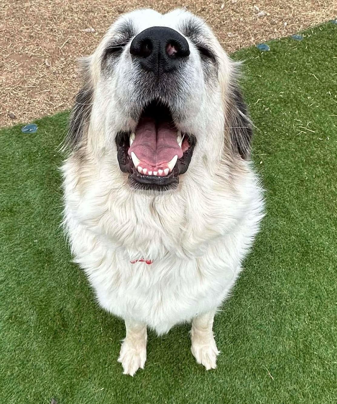 Enlarge Millicent , an adopted Great Pyrenees in Kiowa, OK image 5/6