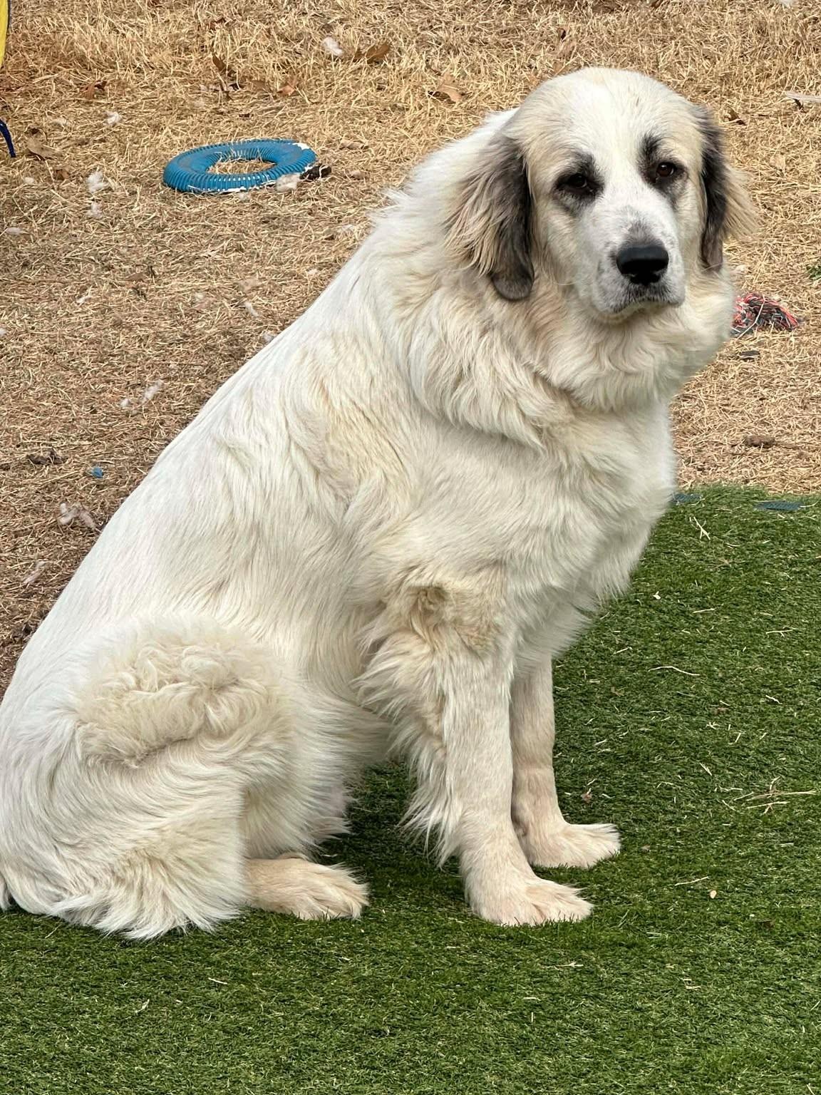 Enlarge Millicent , an adopted Great Pyrenees in Kiowa, OK image 3/6