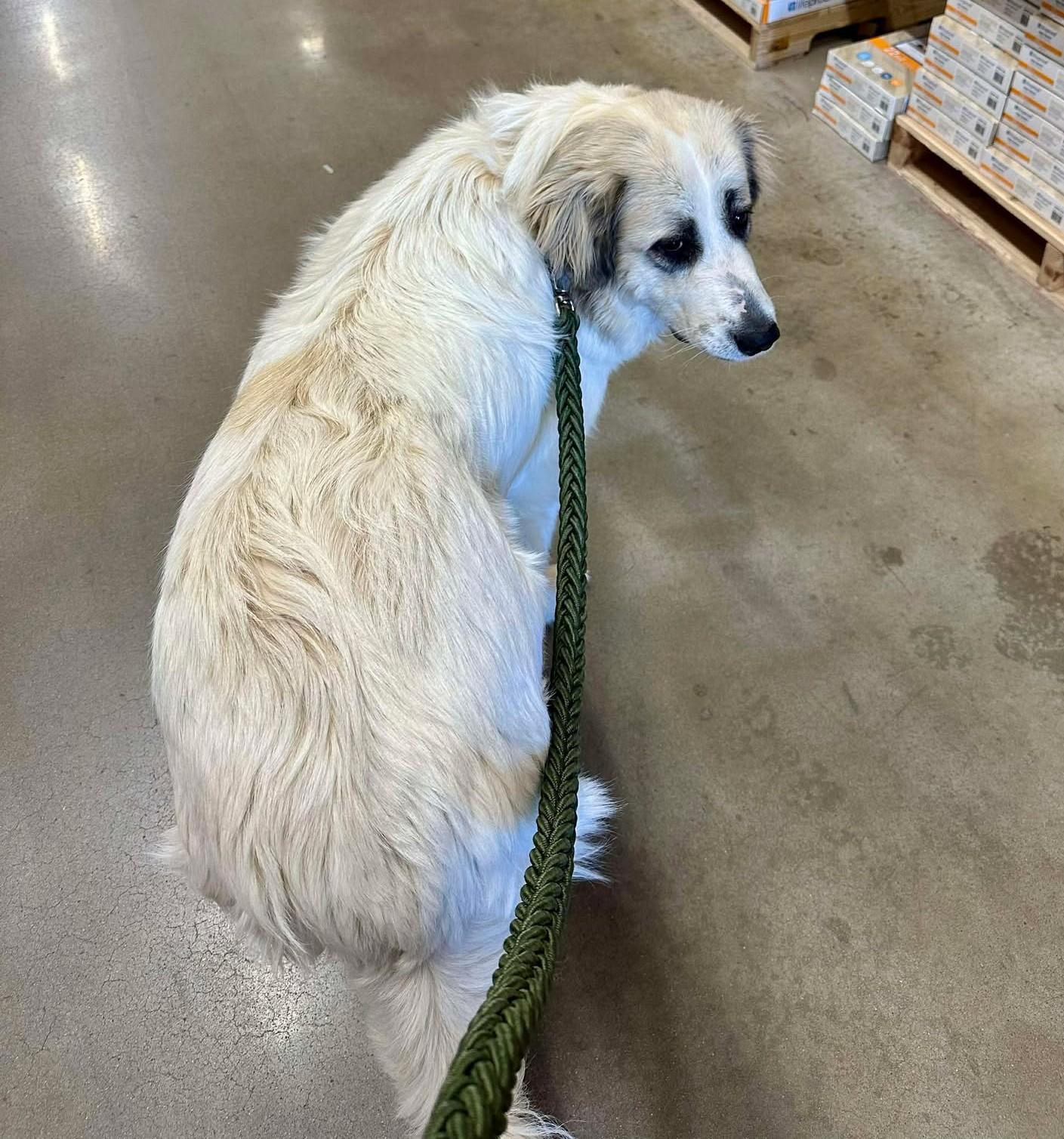 Enlarge Millicent , an adopted Great Pyrenees in Kiowa, OK image 2/6
