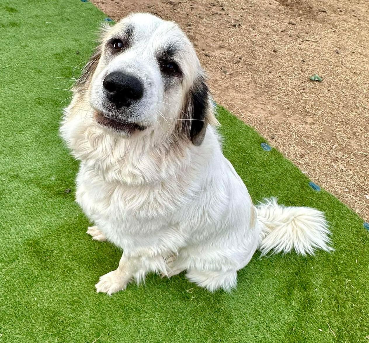Millicent , adopted, Young Female Great Pyrenees.