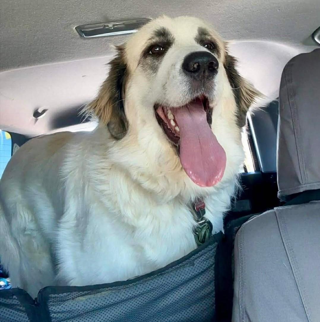Enlarge Millicent , an adopted Great Pyrenees in Kiowa, OK image 4/6