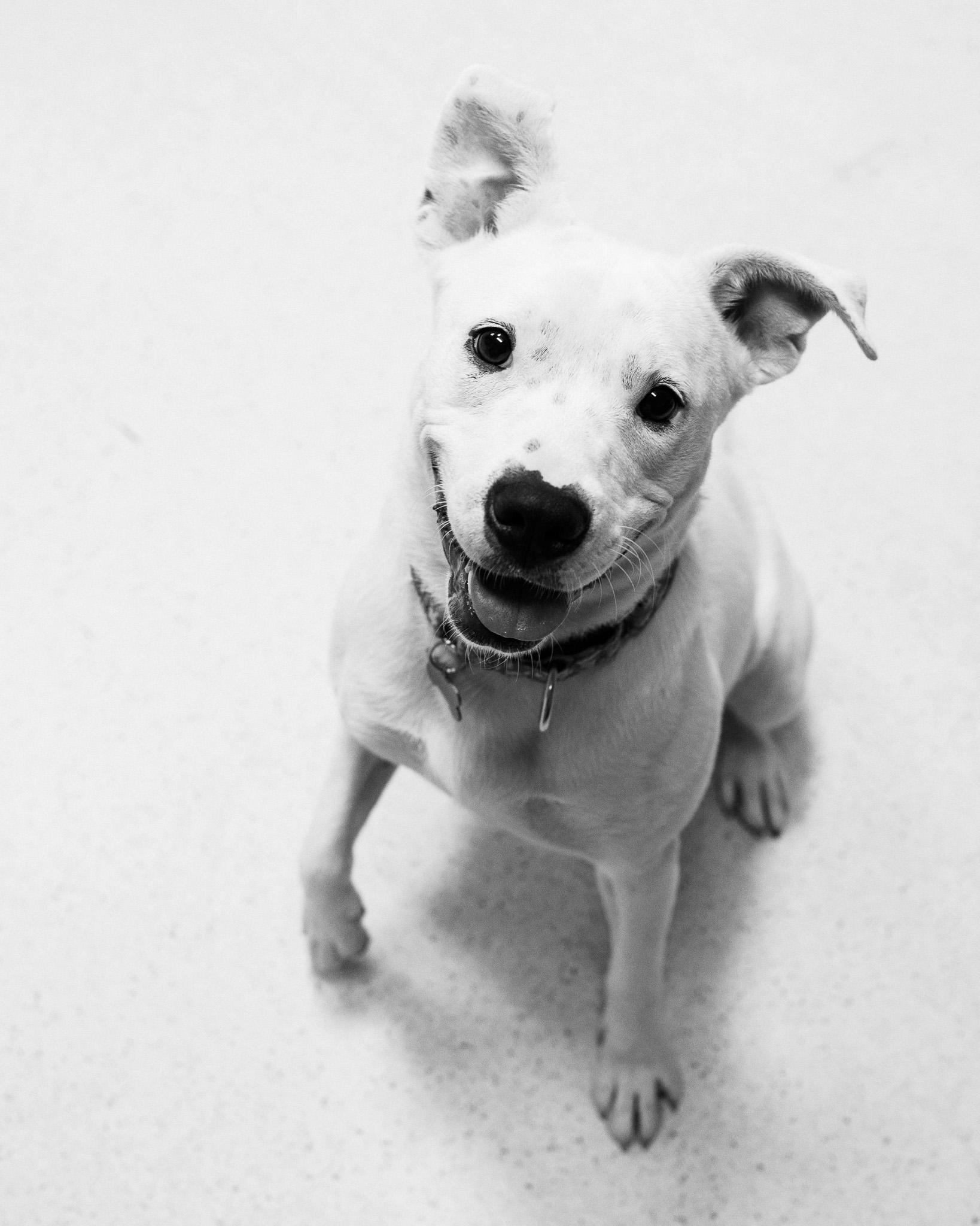 Vanna (White)