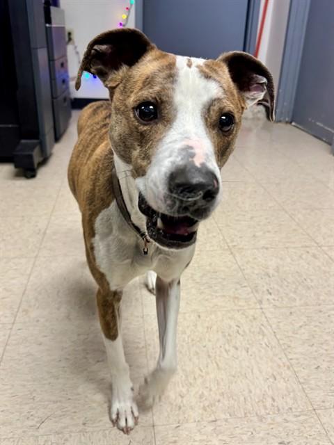 BOSCO, Adoptable, Adult Male Greyhound & Mixed Breed.