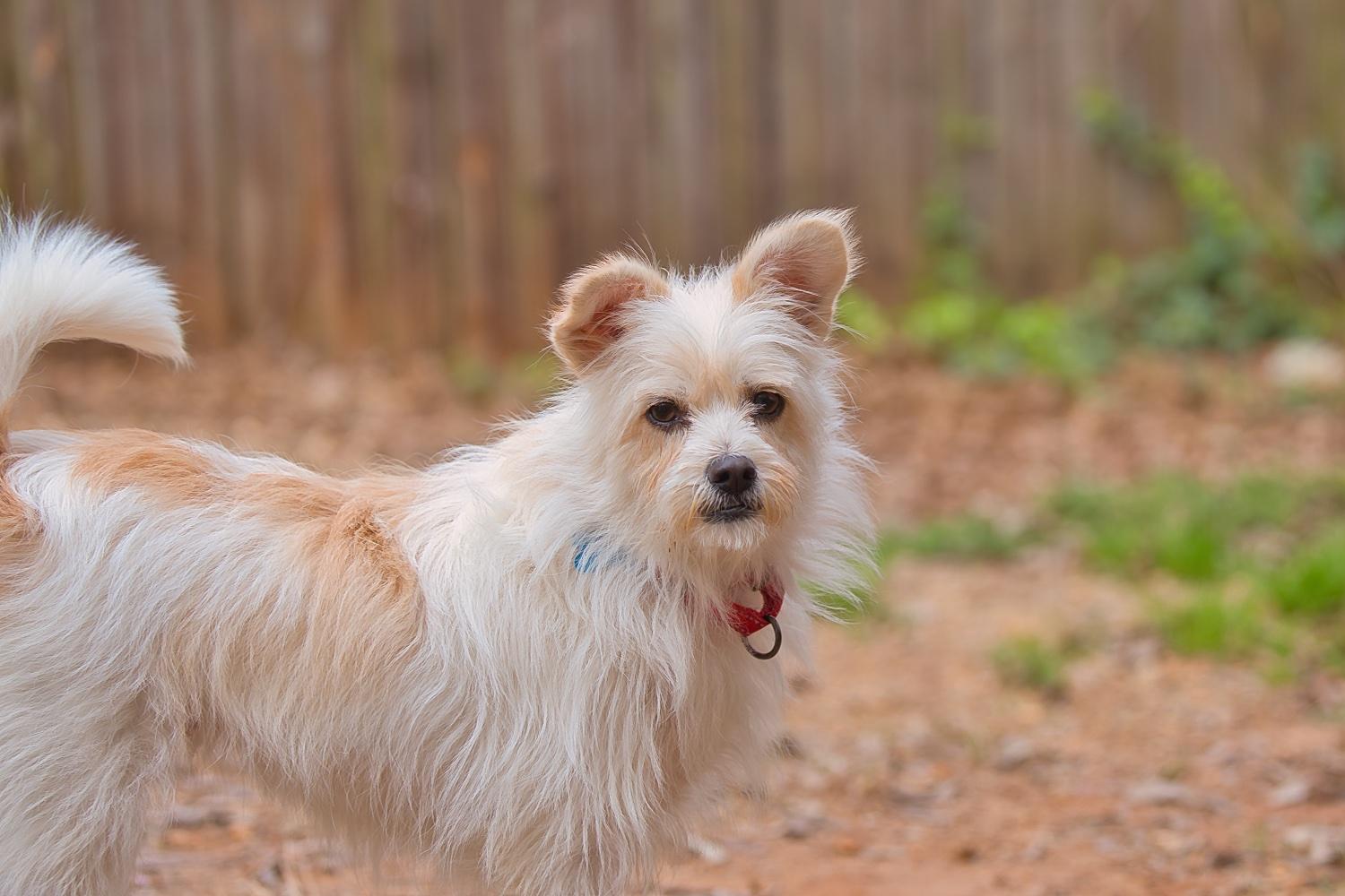 Enlarge Mia, a Adoptable mixed breed in Chamblee, GA image 4/6