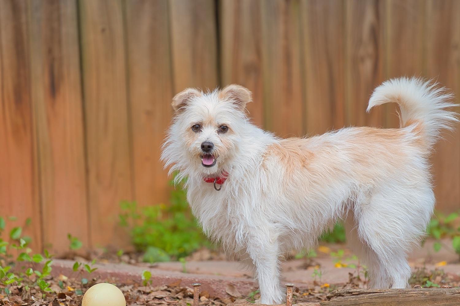 Enlarge Mia, a Adoptable mixed breed in Chamblee, GA image 5/6
