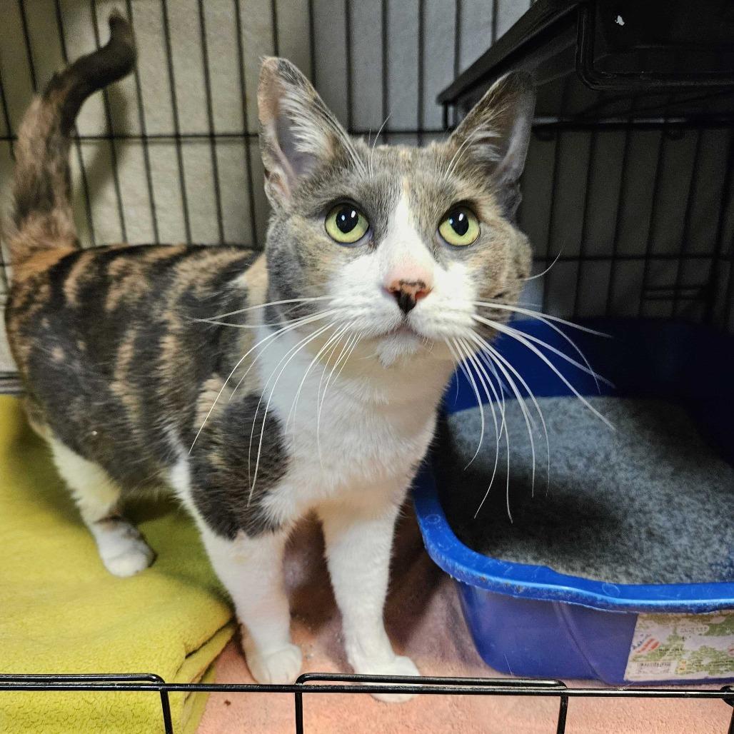 Duchess, Adoptable, Senior Female Domestic Short Hair.