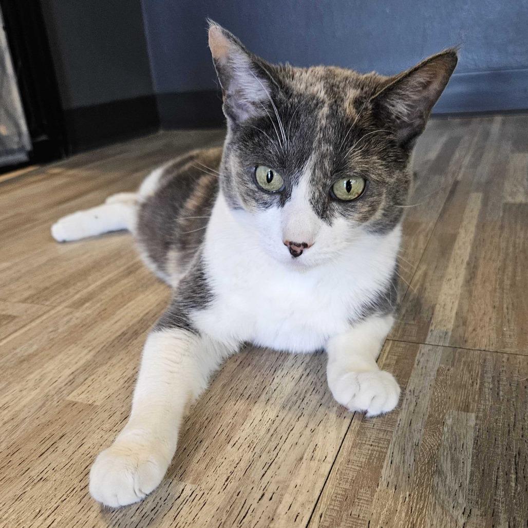 Duchess, a Adoptable Domestic Short Hair in Las Vegas, NV image 2/6