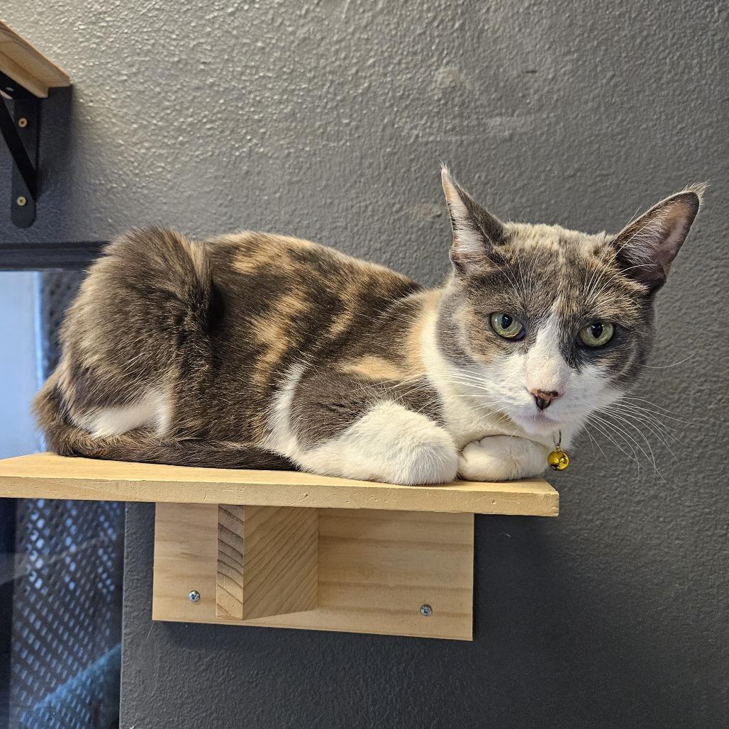 Duchess, a Adoptable Domestic Short Hair in Las Vegas, NV image 3/6