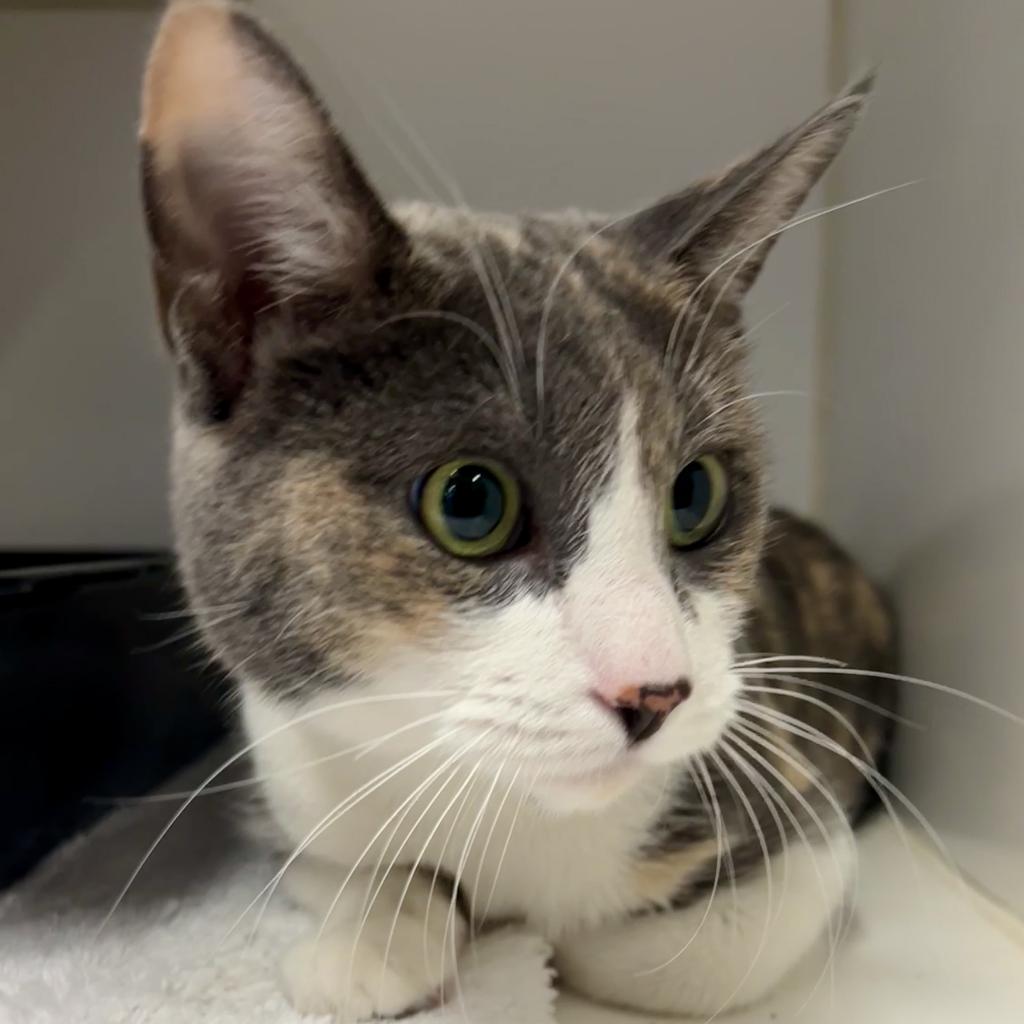 Duchess, a Adoptable Domestic Short Hair in Las Vegas, NV image 4/6