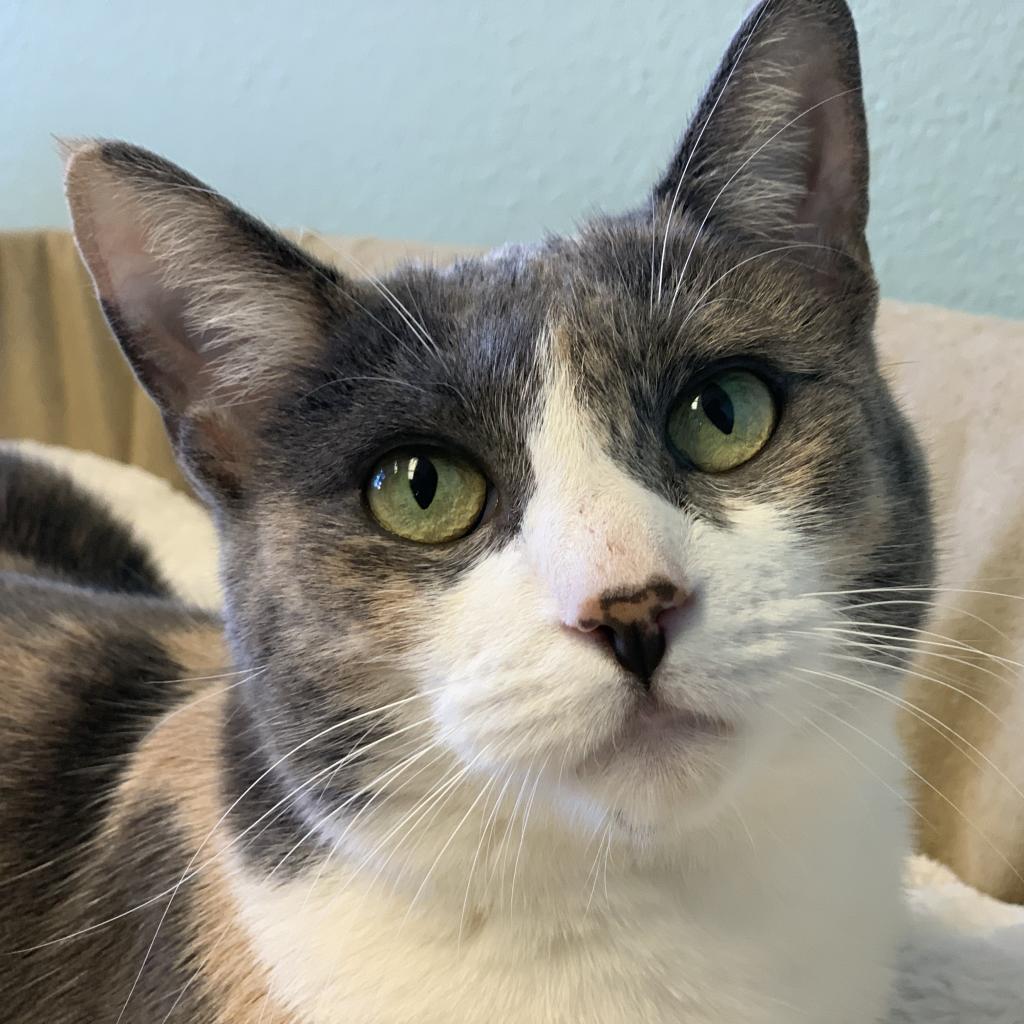 Duchess, a Adoptable Domestic Short Hair in Las Vegas, NV image 5/6