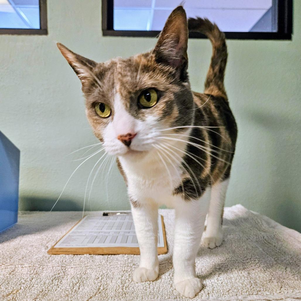 Duchess, a Adoptable Domestic Short Hair in Las Vegas, NV image 6/6
