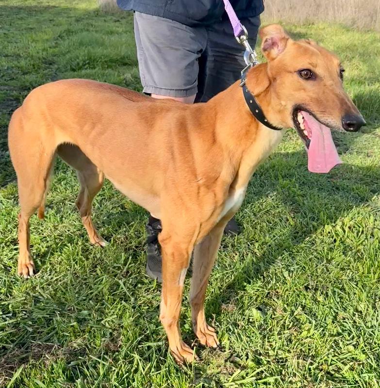 Enlarge Alaska, a Adoptable Greyhound in New Boston, MI image 1/2