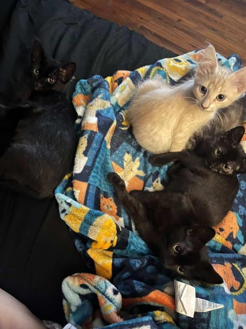 McMuffin, Adoptable, Kitten Female Domestic Short Hair.