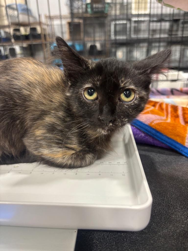 Enlarge McMuffin, a Adopted mixed breed in Corpus Christi, TX image 1/1