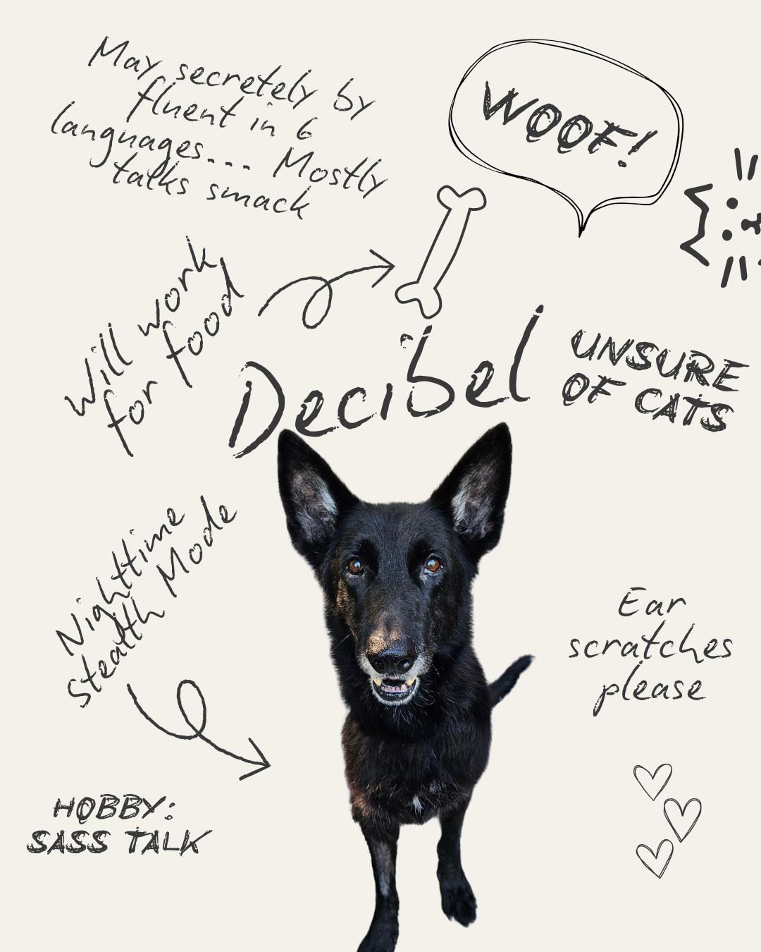 Enlarge Decibel, a Adoptable German Shepherd Dog in Louisville, KY image 1/3