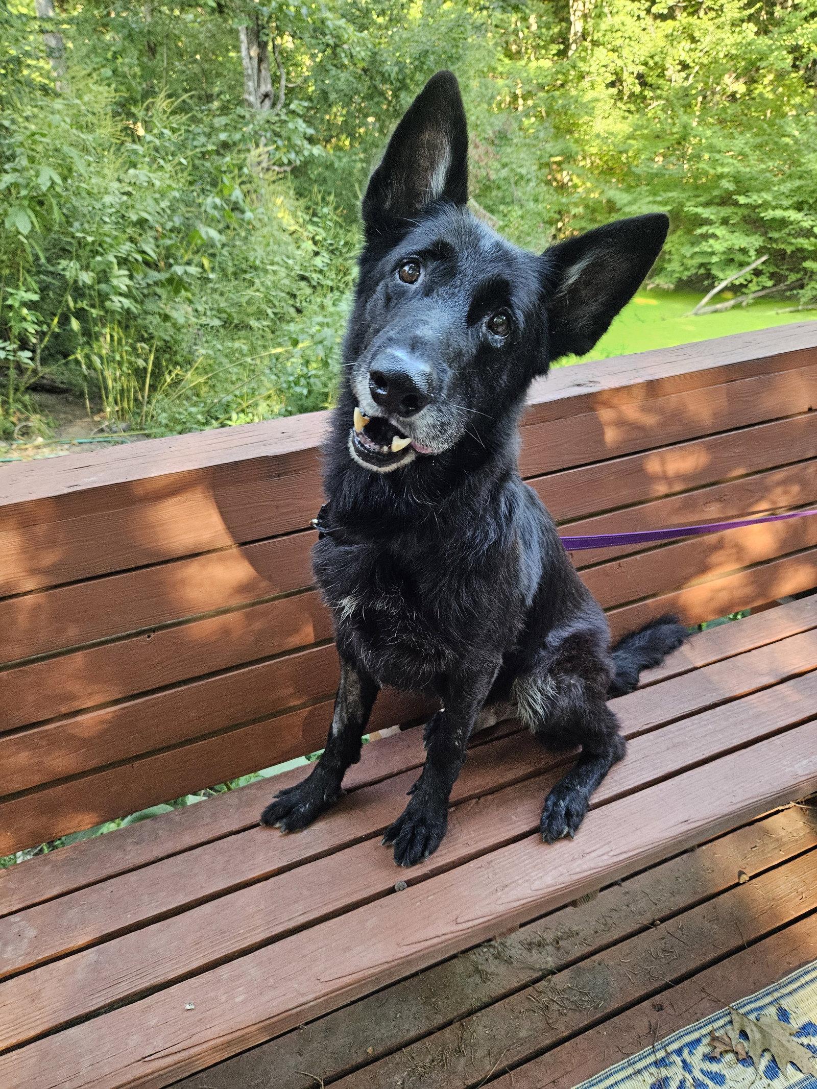 Enlarge Decibel, a Adoptable German Shepherd Dog in Louisville, KY image 2/3