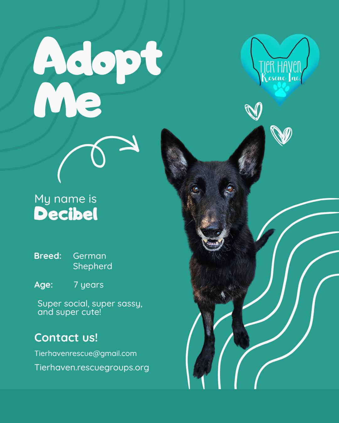 Enlarge Decibel, a Adoptable German Shepherd Dog in Louisville, KY image 3/3