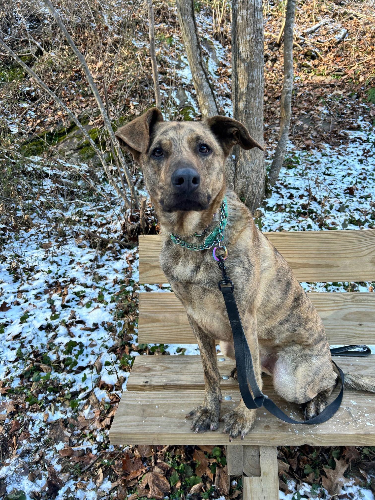 Bruno, Adoptable, Young Male Shepherd.