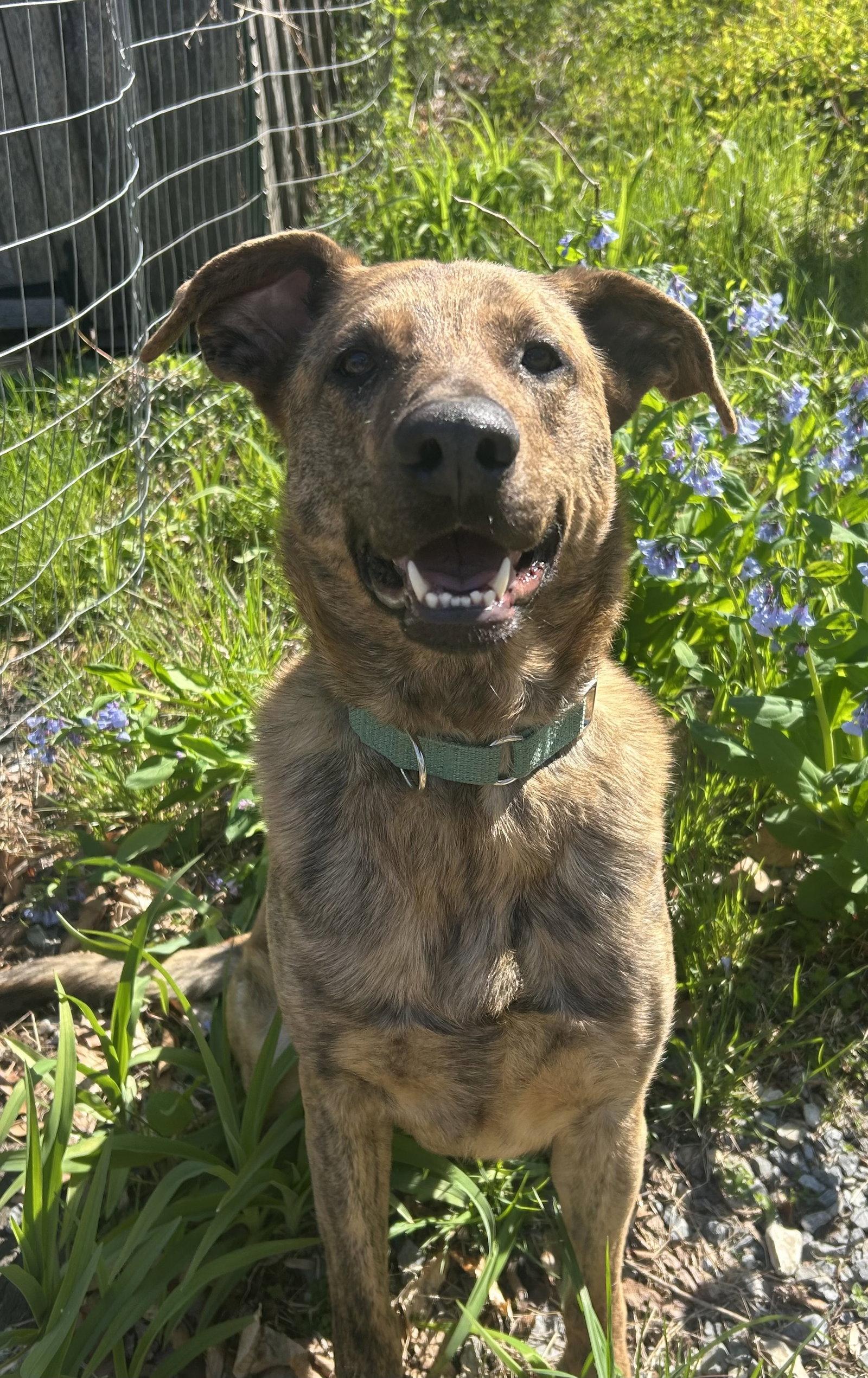 Enlarge Bruno, a Adoptable Shepherd in Columbia, MD image 2/3