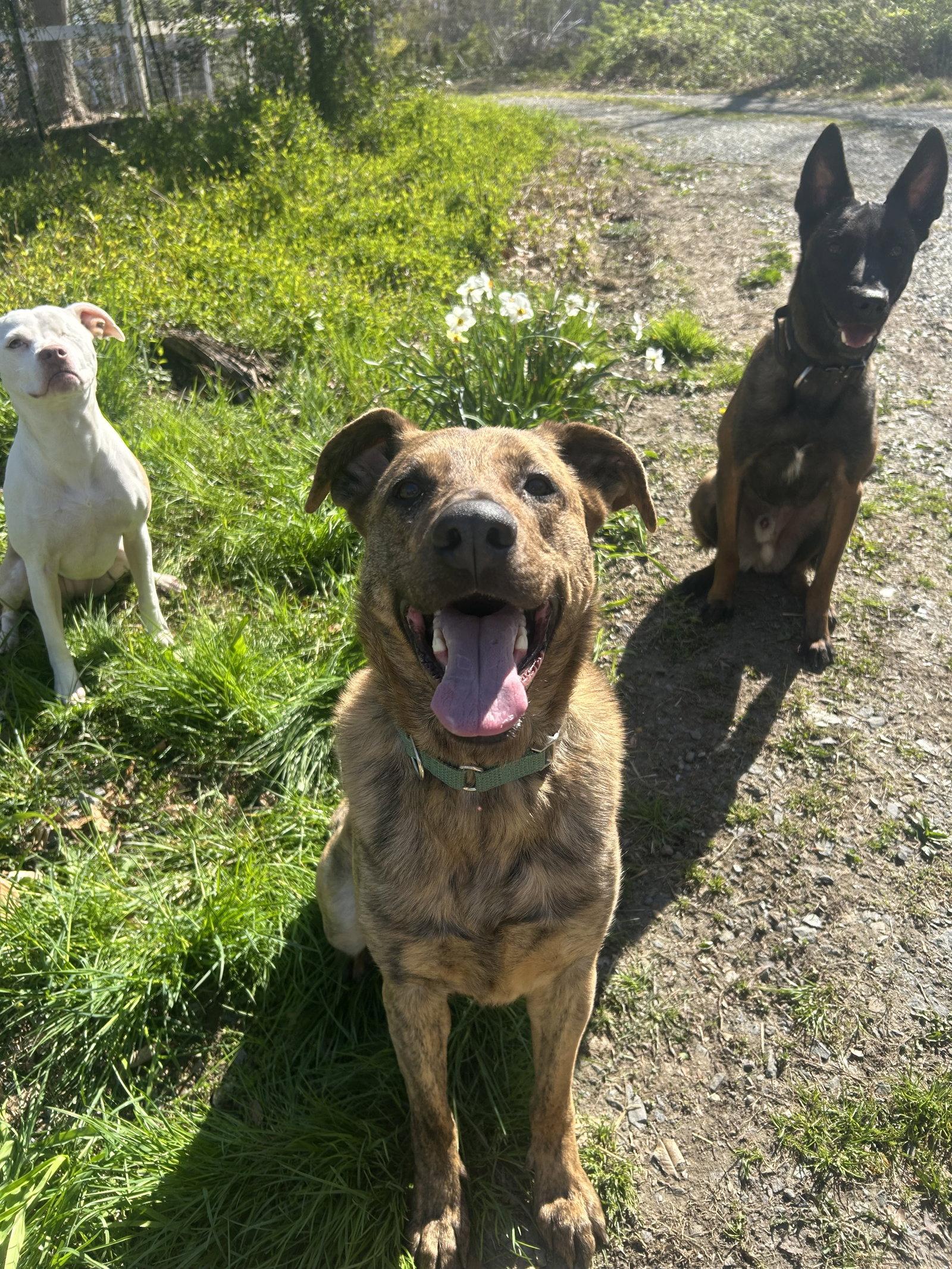 Enlarge Bruno, a Adoptable Shepherd in Columbia, MD image 3/3
