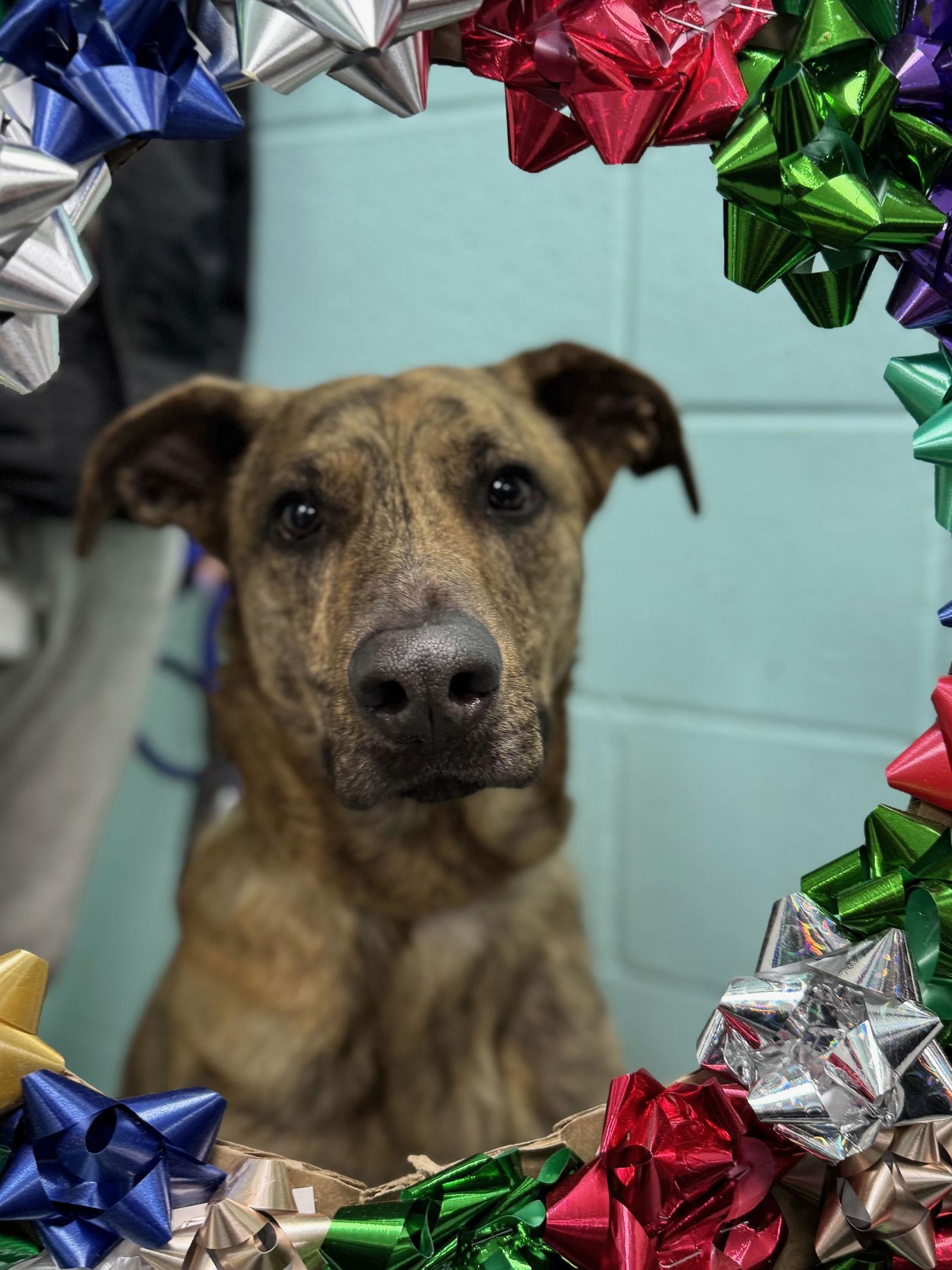 Bruno, a Adoptable Shepherd in Columbia, MD image 3/3