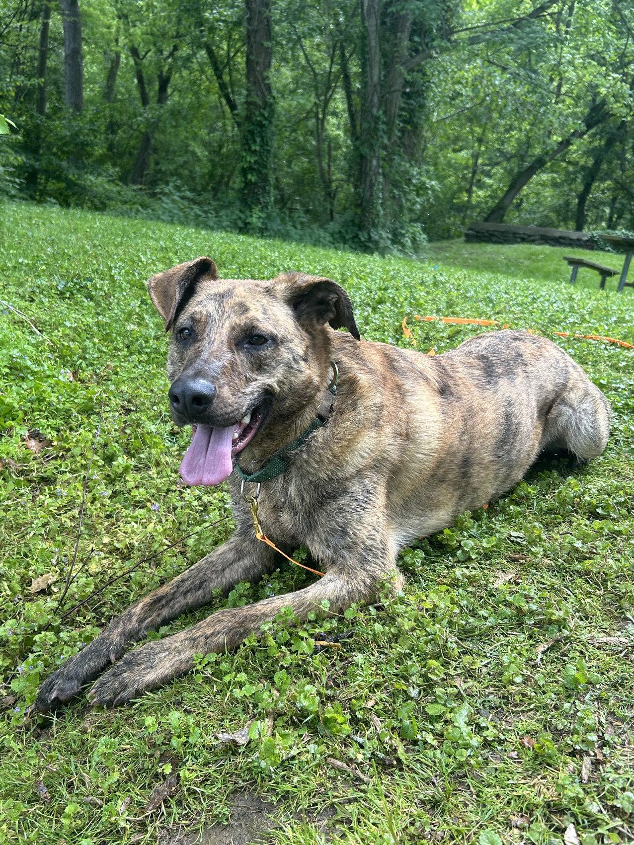 Bruno, a Adoptable Shepherd in Columbia, MD image 3/3
