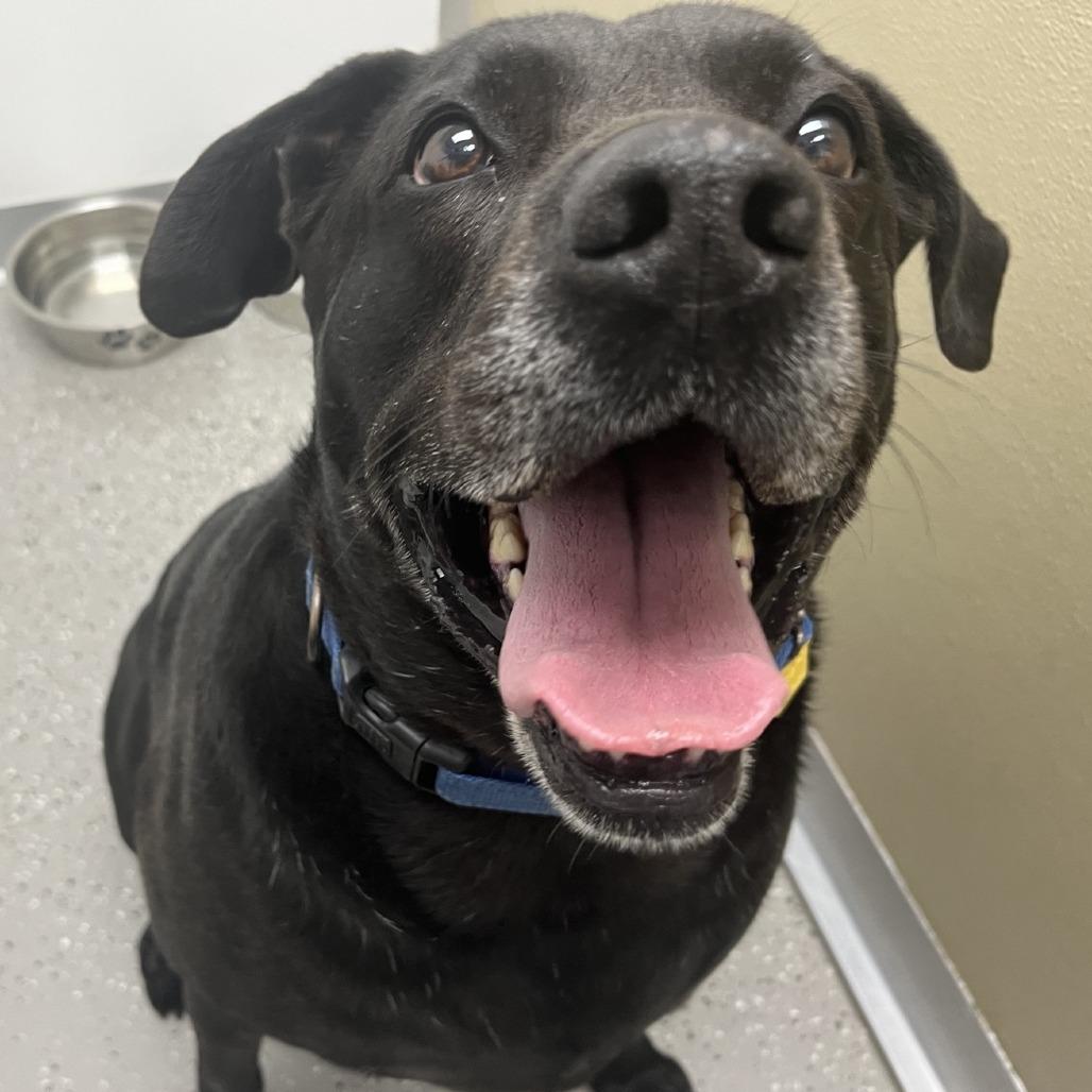Sammy, Adoptable, Senior Female Black Labrador Retriever & Mixed Breed.