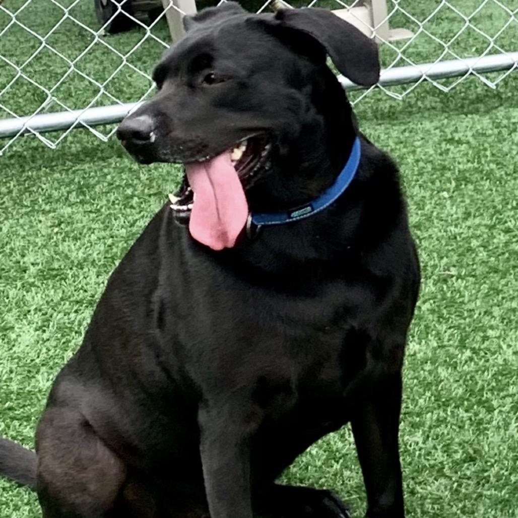 Enlarge Sammy, a Adoptable mixed breed in La Grange, KY image 2/6