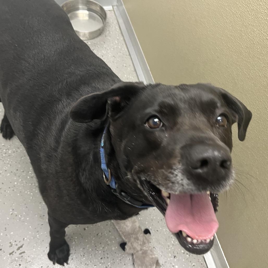Enlarge Sammy, a Adoptable mixed breed in La Grange, KY image 4/6