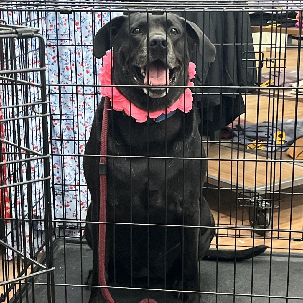 Enlarge Sammy, a Adoptable mixed breed in La Grange, KY image 5/6