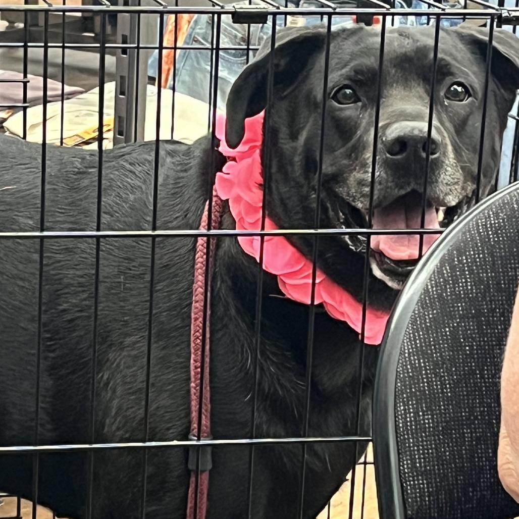 Enlarge Sammy, a Adoptable mixed breed in La Grange, KY image 6/6