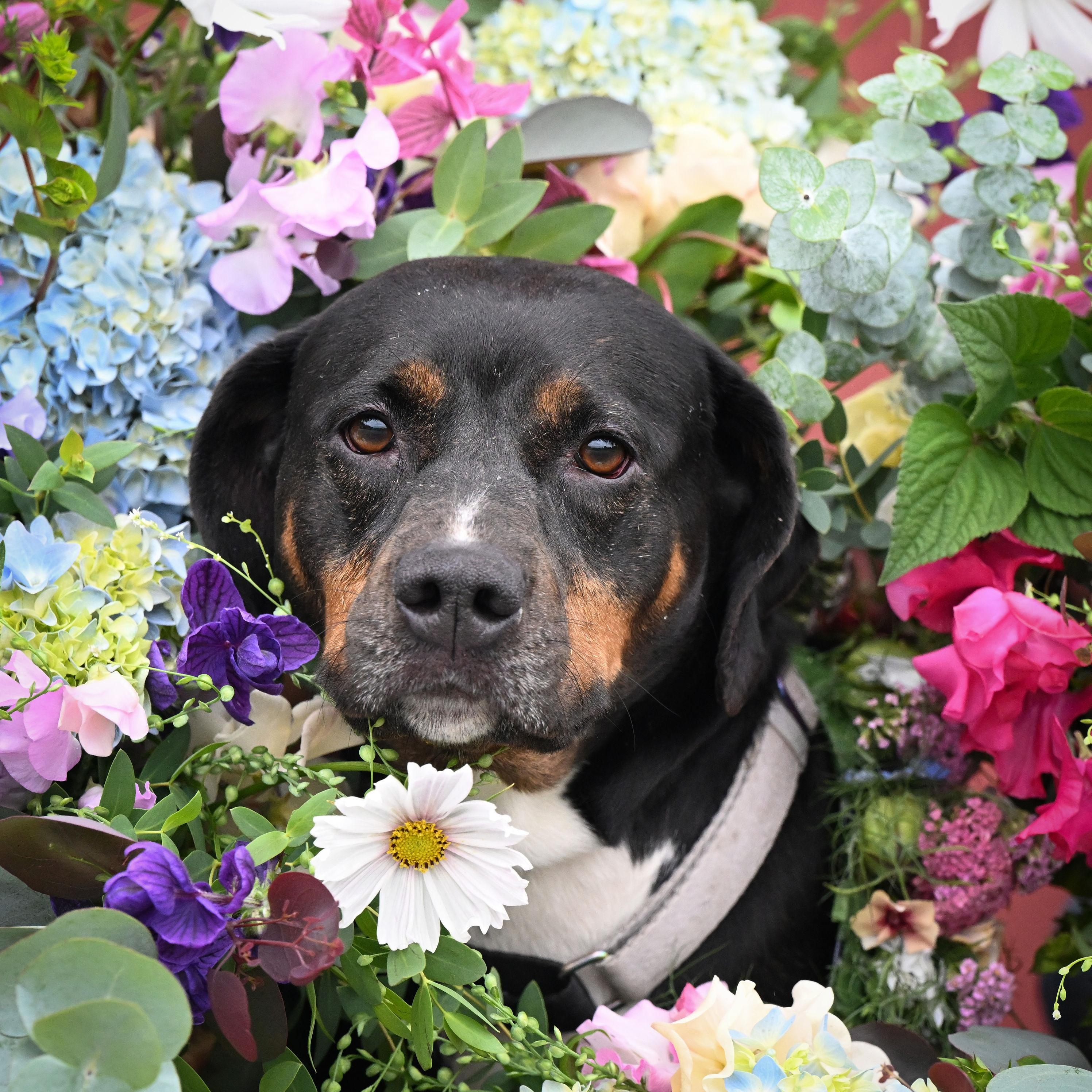 Starla, a Adoptable mixed breed in Ferndale, WA image 4/6