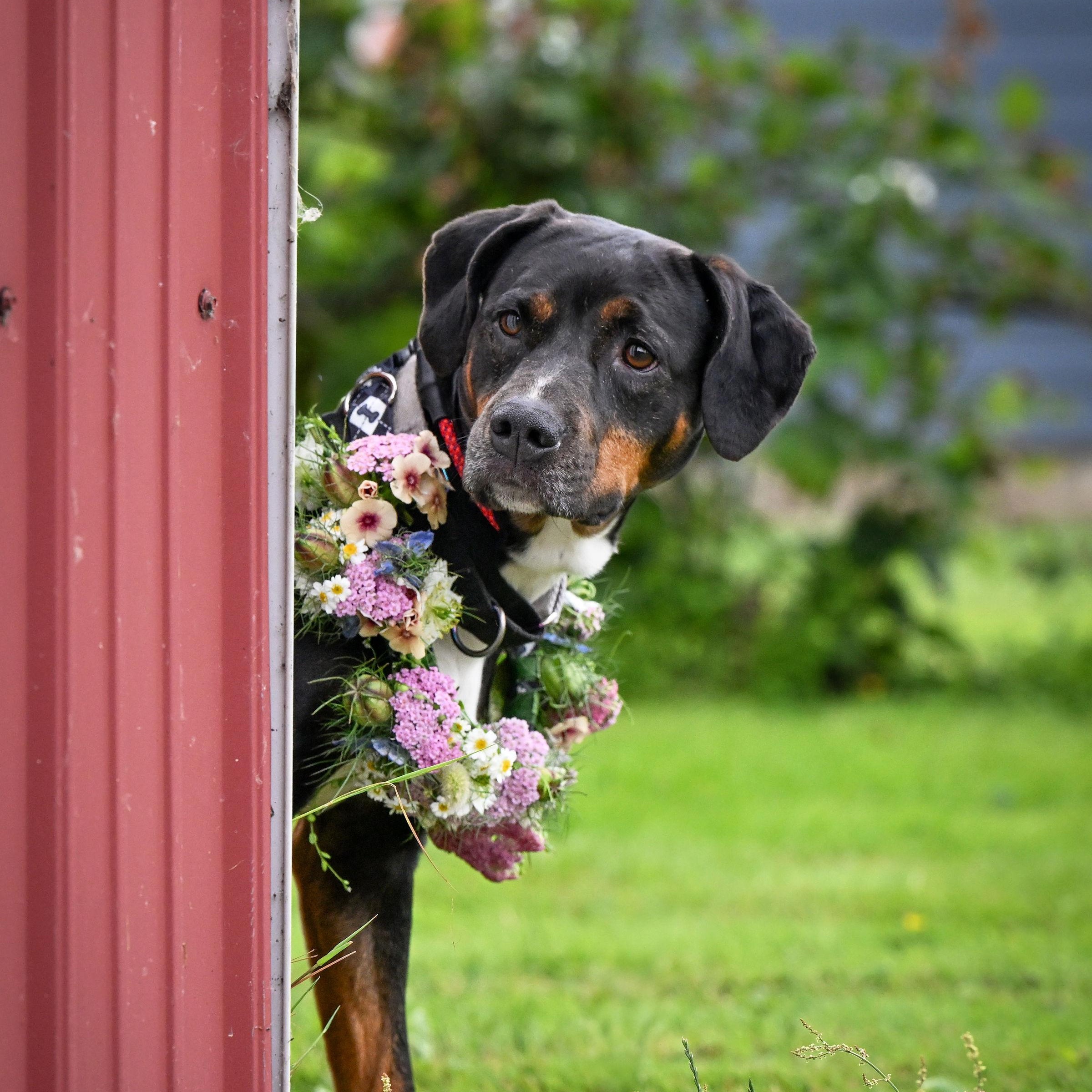 Starla, a Adoptable mixed breed in Ferndale, WA image 3/6