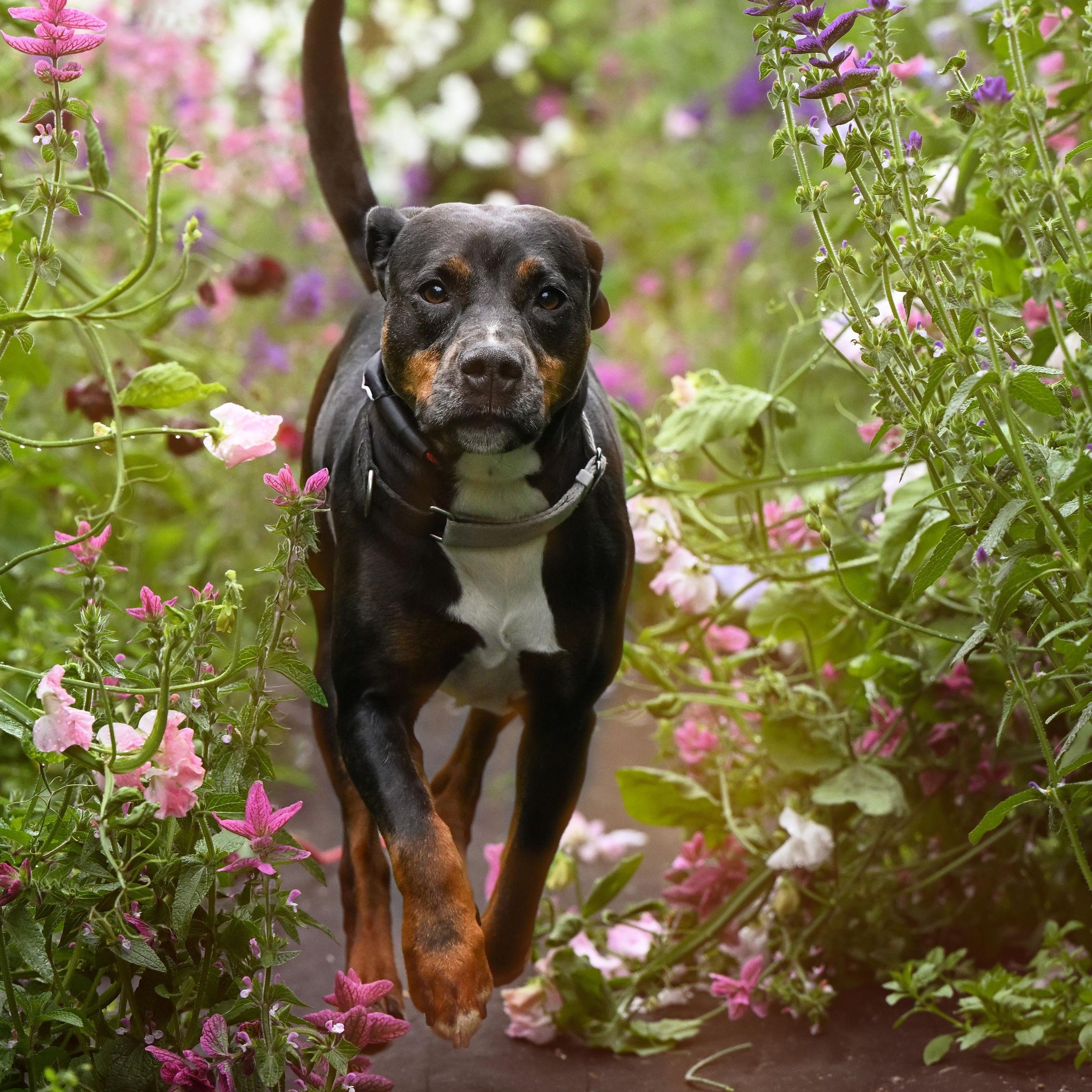 Starla, a Adoptable mixed breed in Ferndale, WA image 6/6