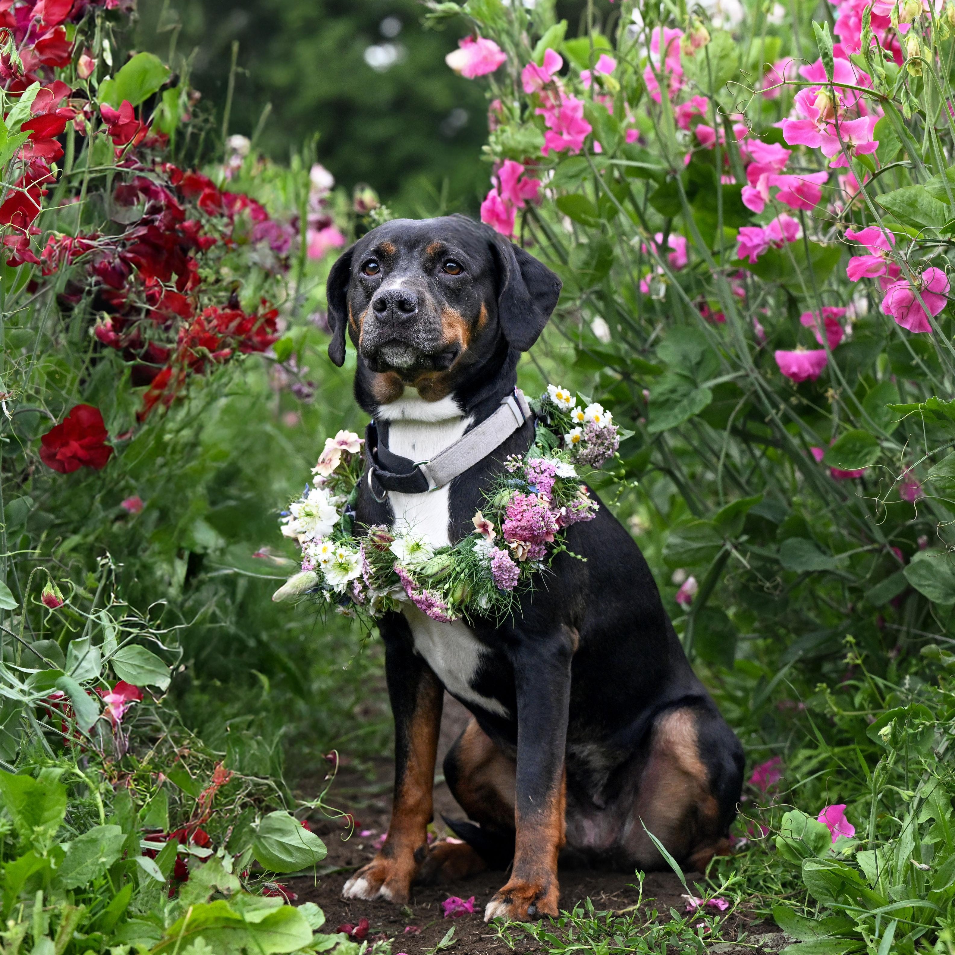 Starla, a Adoptable mixed breed in Ferndale, WA image 1/6