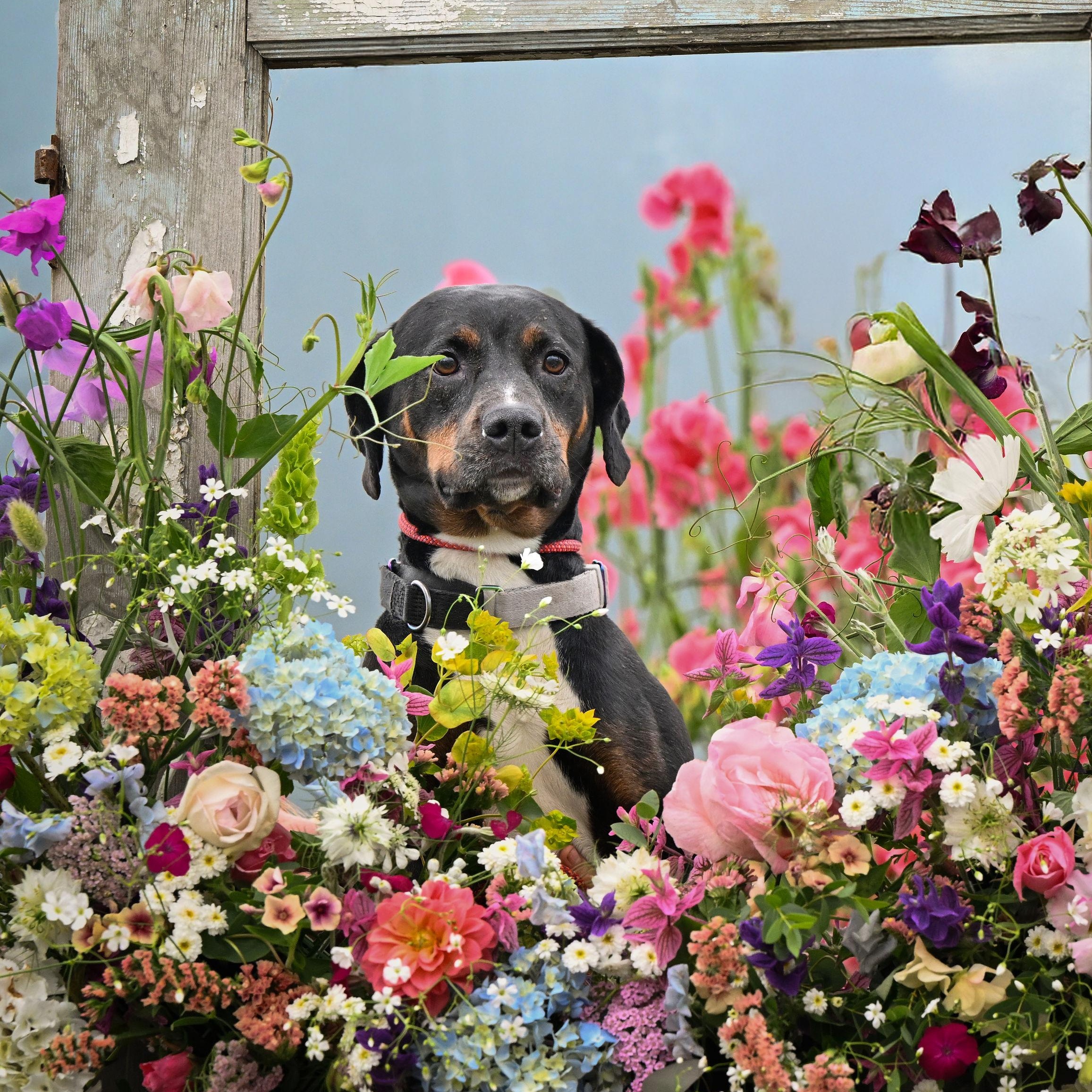 Starla, a Adoptable mixed breed in Ferndale, WA image 5/6