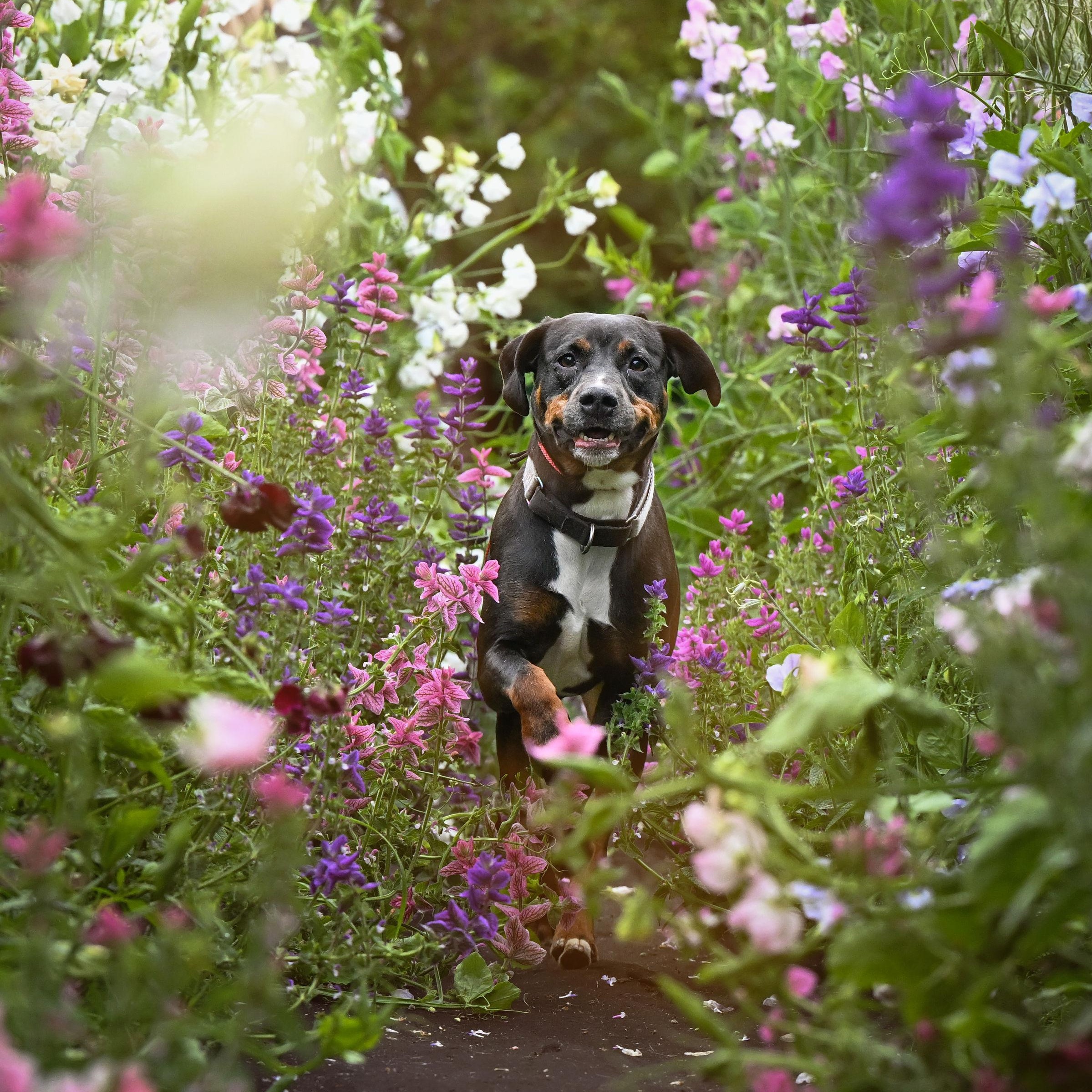 Starla, a Adoptable mixed breed in Ferndale, WA image 2/6